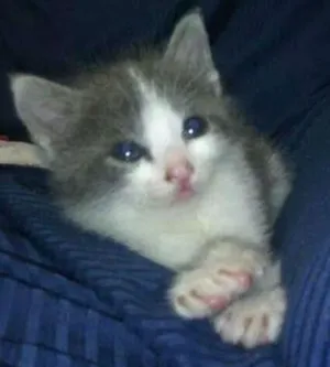 Gato raça DIVERSOS idade 2 a 6 meses nome VARIOS