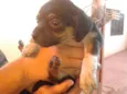 Lindos cãezinhos