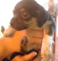 Lindos cãezinhos