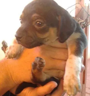 Cachorro raça Dv idade  nome Lindos cãezinhos
