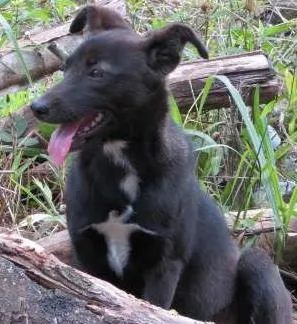 Cachorro ra a SRD idade 2 a 6 meses nome Bebê