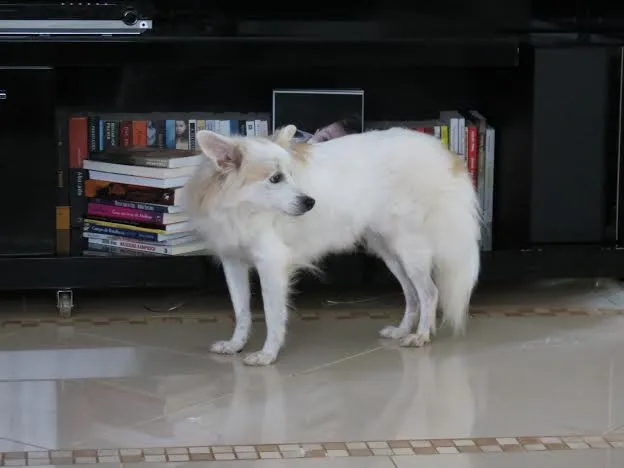 Cachorro ra a VIRA LATA idade 6 ou mais anos nome CAPITU GRATIFICA