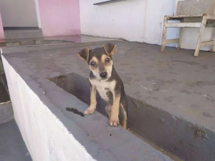 Cachorro ra a srd idade 2 a 6 meses nome Tico