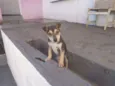 Tico