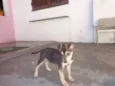 Tico