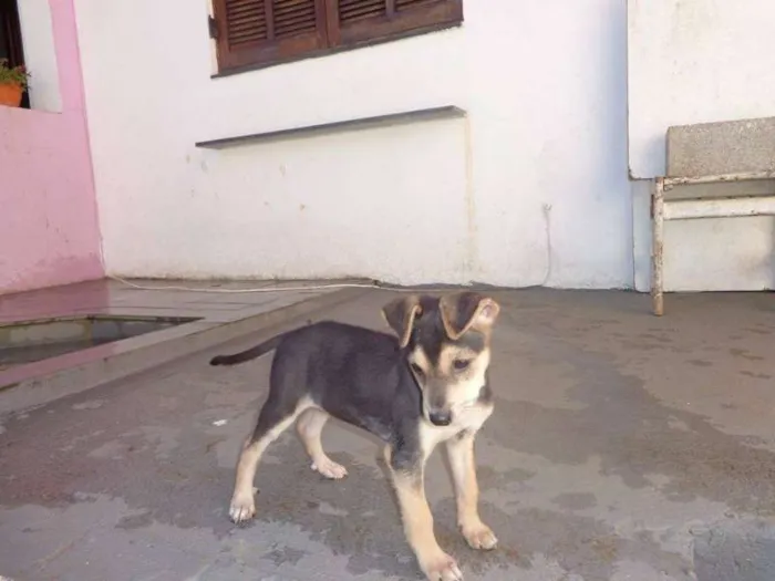 Cachorro ra a srd idade 2 a 6 meses nome Tico