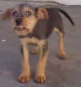 Teco