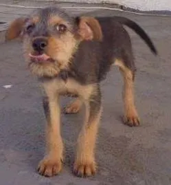 Cachorro ra a  idade 2 a 6 meses nome Teco