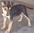 Tico