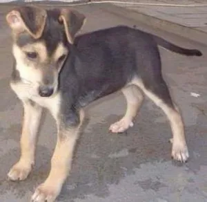 Cachorro raça srd idade 2 a 6 meses nome Tico