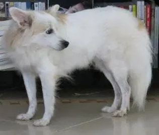 Cachorro ra a VIRA LATA idade 6 ou mais anos nome CAPITU GRATIFICA