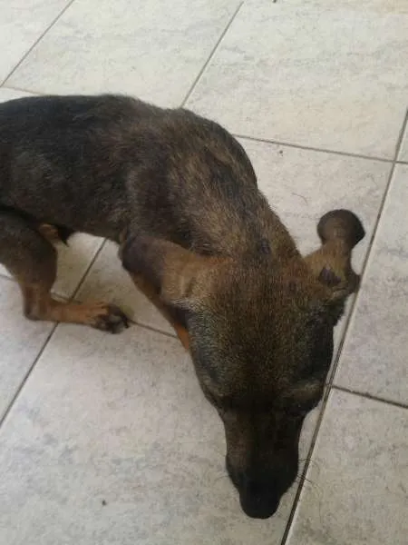 Cachorro ra a VIRALATA idade 4 anos nome Malu