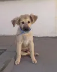 Simba