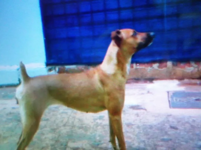 Cachorro ra a vira lata  idade 4 anos nome Pitucha