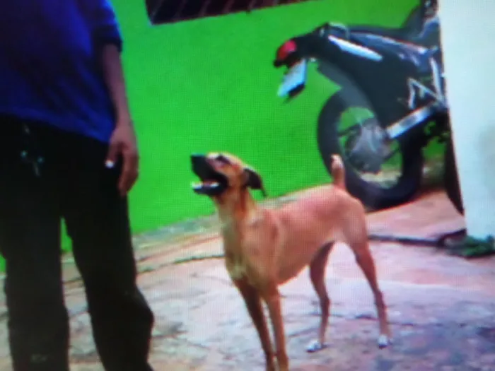 Cachorro ra a vira lata  idade 4 anos nome Pitucha