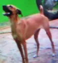 Pitucha
