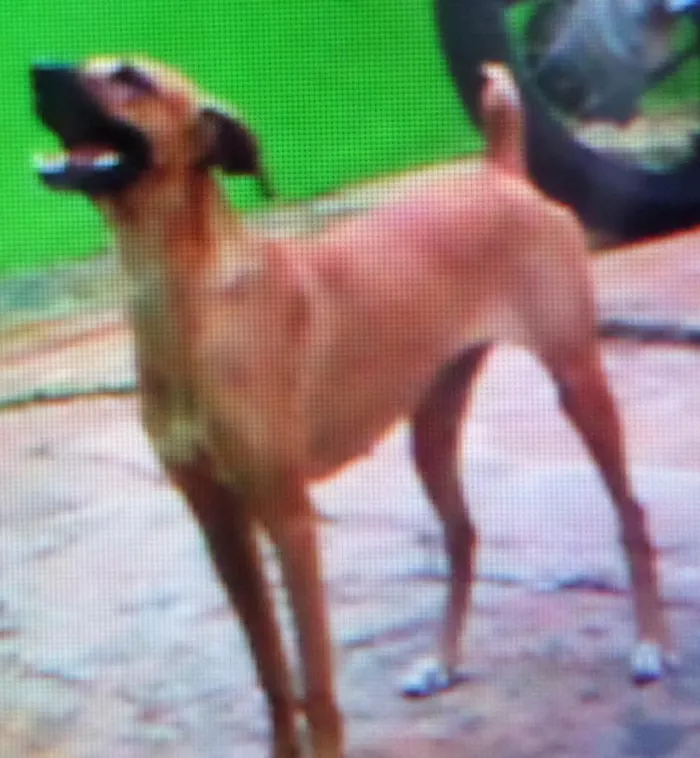 Cachorro ra a vira lata  idade 4 anos nome Pitucha