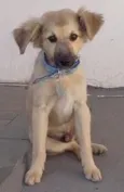 Simba