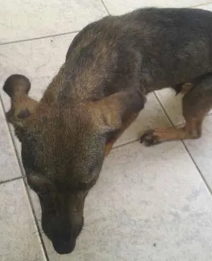 Cachorro raça VIRALATA idade 4 anos nome Malu