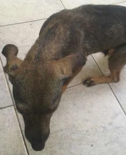 Cachorro ra a VIRALATA idade 4 anos nome Malu