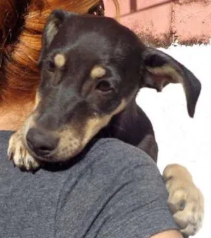 Cachorro raça  idade 2 a 6 meses nome Costelinha