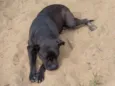 Bolota