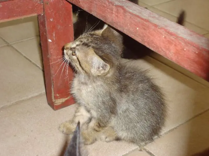 Gato ra a angora idade Abaixo de 2 meses nome filhotes