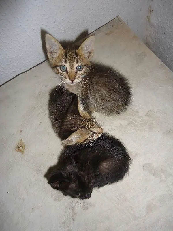 Gato ra a angora idade Abaixo de 2 meses nome filhotes