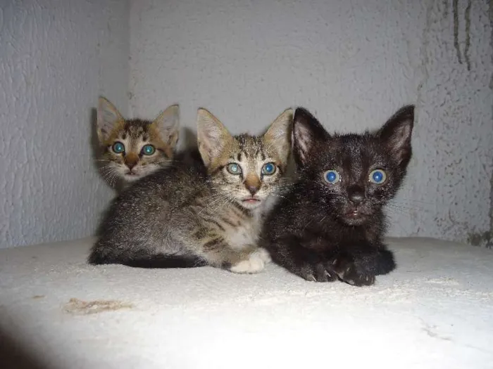 Gato ra a angora idade Abaixo de 2 meses nome filhotes