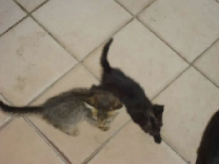 Gato ra a angora idade Abaixo de 2 meses nome filhotes