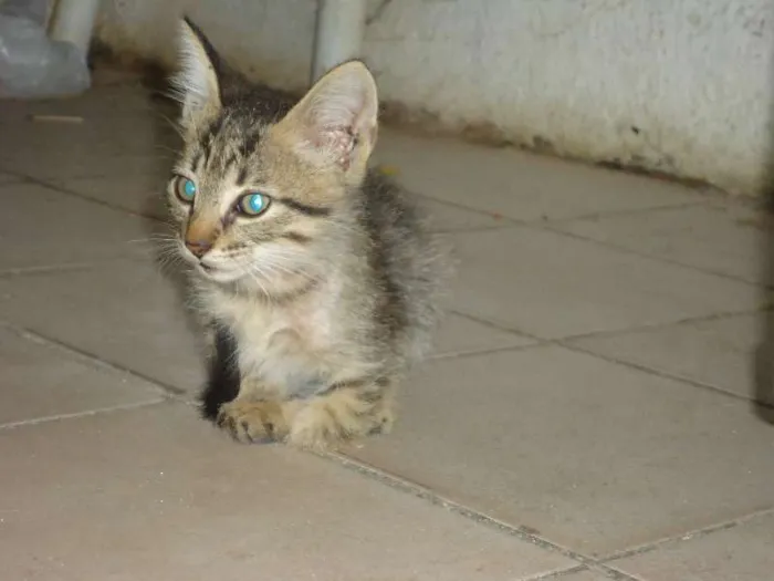 Gato ra a angora idade Abaixo de 2 meses nome filhotes