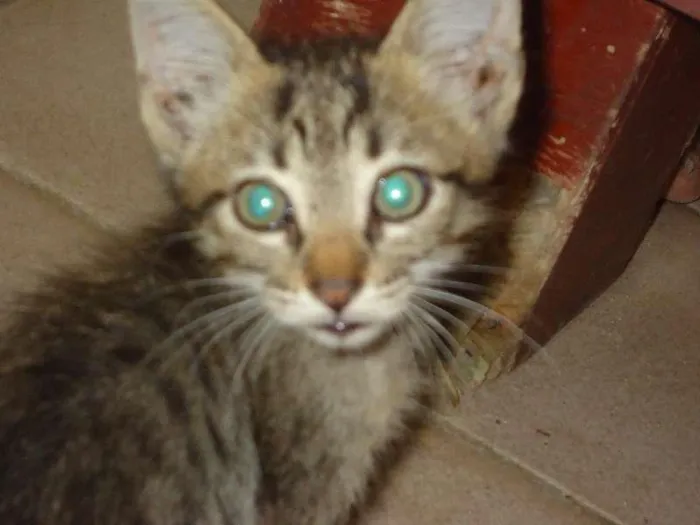 Gato ra a  idade Abaixo de 2 meses nome filhotes