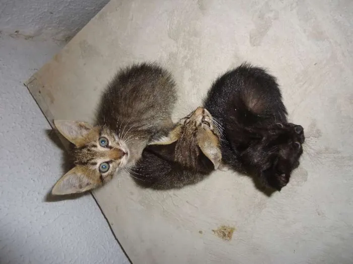 Gato ra a  idade Abaixo de 2 meses nome filhotes