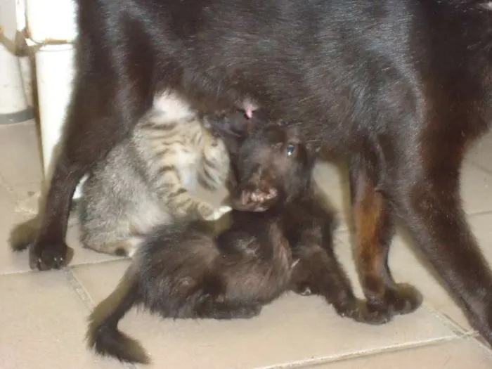 Gato ra a  idade Abaixo de 2 meses nome filhotes