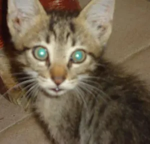 Gato raça  idade Abaixo de 2 meses nome filhotes