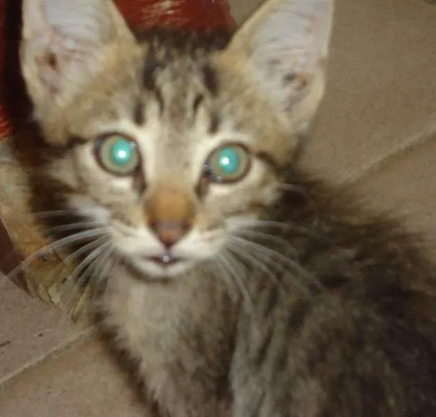 Gato ra a  idade Abaixo de 2 meses nome filhotes