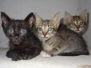 Gato raça angora idade Abaixo de 2 meses nome filhotes