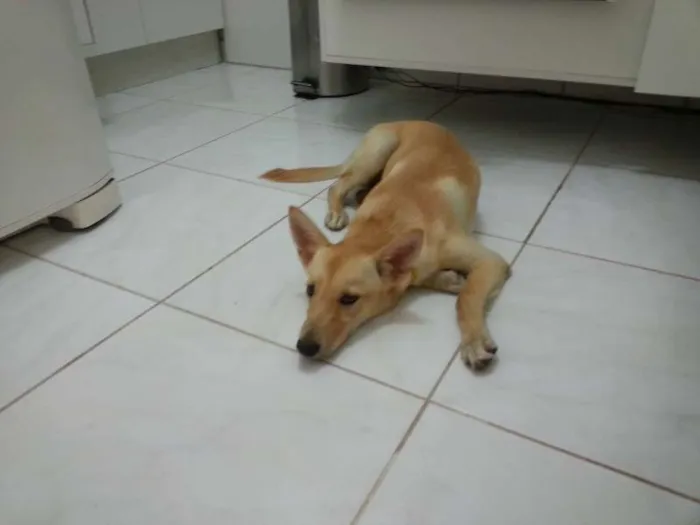 Cachorro ra a SRD idade 7 a 11 meses nome Mila