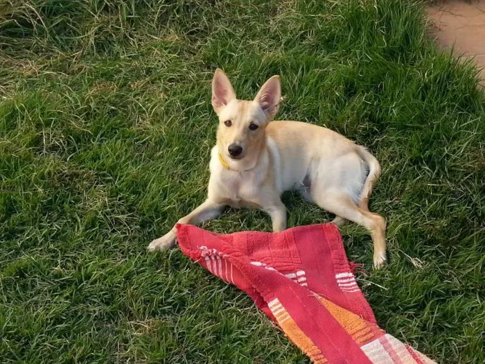 Cachorro ra a SRD idade 7 a 11 meses nome Mila
