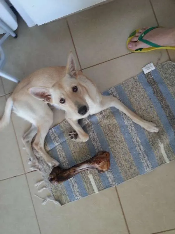 Cachorro ra a SRD idade 7 a 11 meses nome Mila