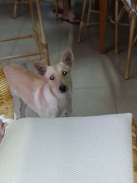 Cachorro ra a SRD idade 7 a 11 meses nome Mila