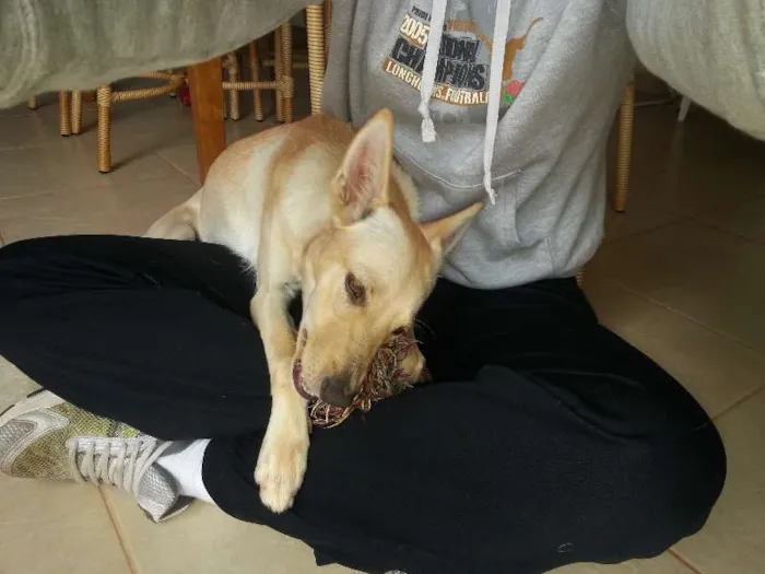 Cachorro ra a SRD idade 7 a 11 meses nome Mila