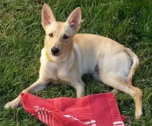 Cachorro raça SRD idade 7 a 11 meses nome Mila