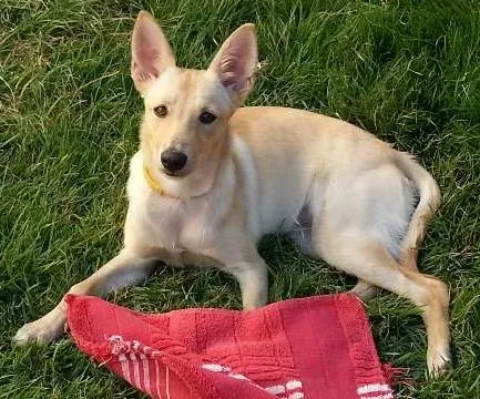 Cachorro ra a SRD idade 7 a 11 meses nome Mila