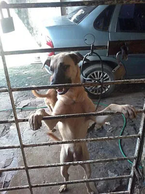 Cachorro raça VIRA LATA idade 7 a 11 meses nome NEGUINHO