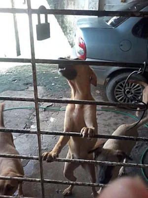 Cachorro raça VIRA LATA idade 7 a 11 meses nome MEL