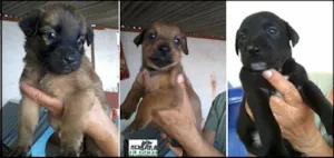 Cachorro raça Dv idade  nome Lindos cãezinhos