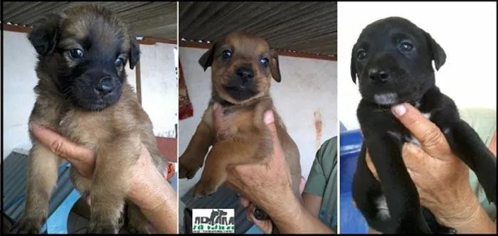 Cachorro ra a Dv idade  nome Lindos cãezinhos