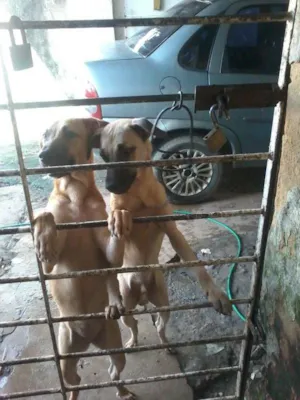 Cachorro raça VIRA LATA idade 7 a 11 meses nome MEL E NEGUINHO