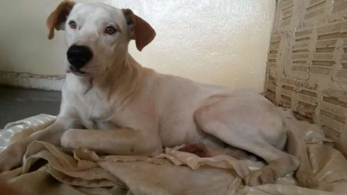 Cachorro ra a Srd idade  nome Menino